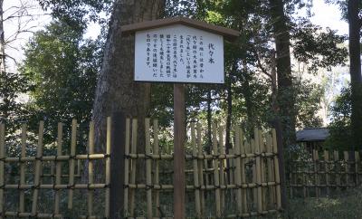 明治神宮 代々の樅の木看板