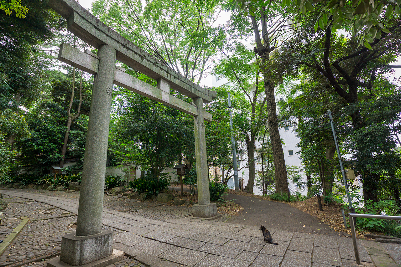 一の鳥居と猫