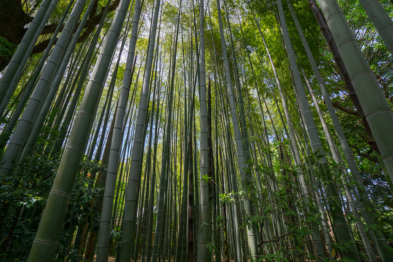 大宮の竹林