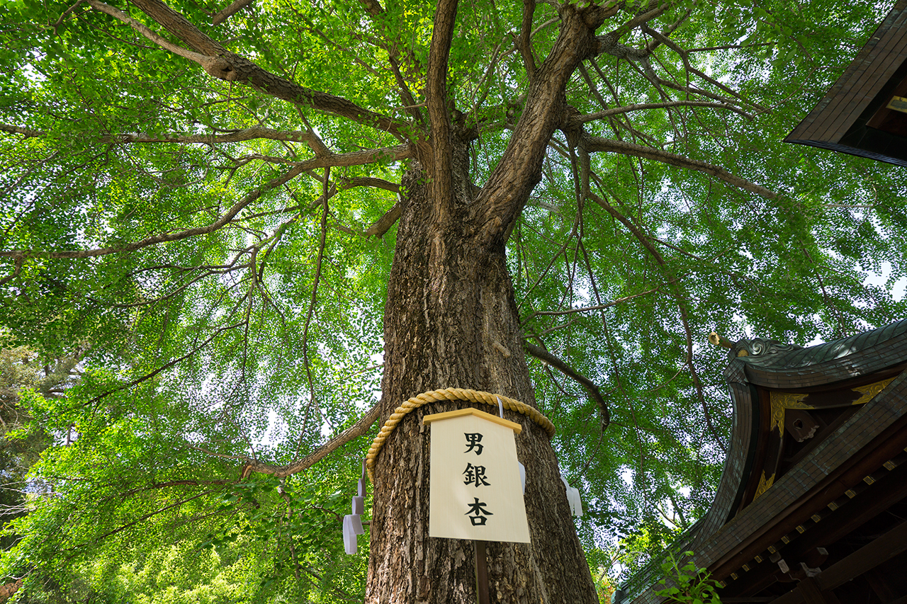 男銀杏