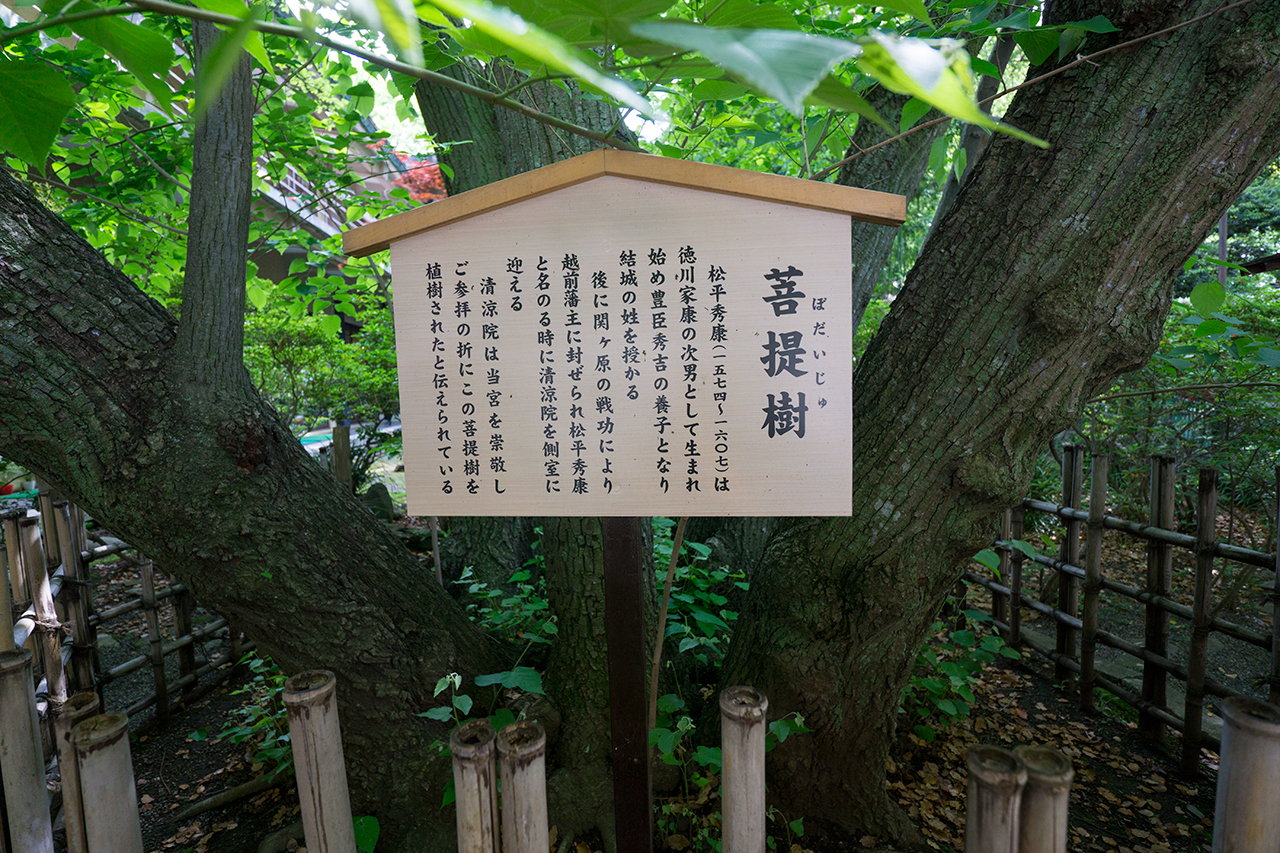 菩提樹