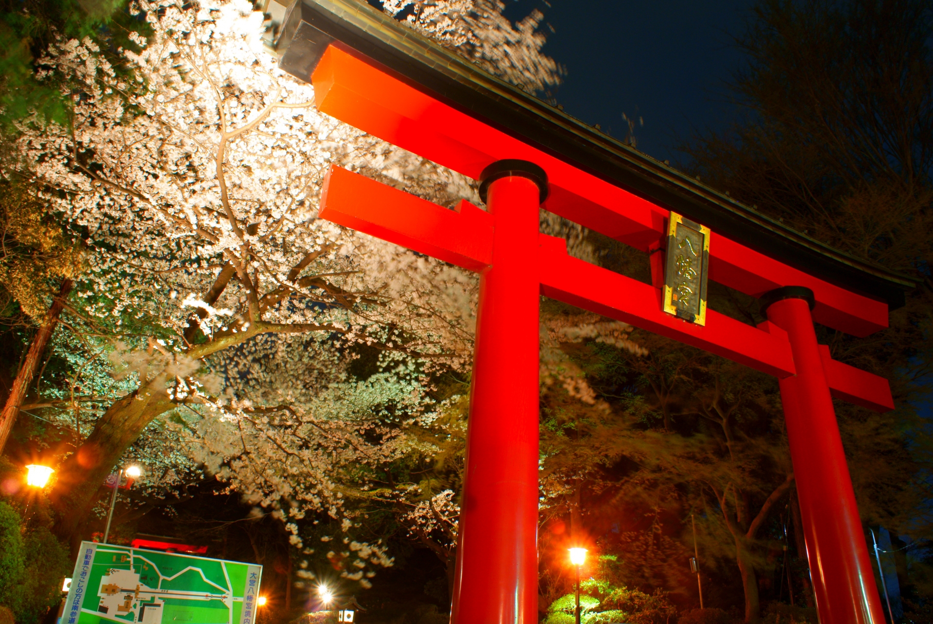 夜桜と鳥居