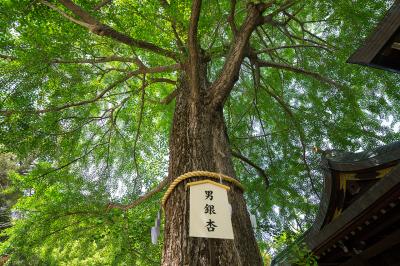 大宮八幡宮 男銀杏