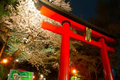 大宮八幡宮 夜桜と鳥居