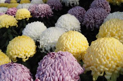 大宮八幡宮 杉並大宮菊花