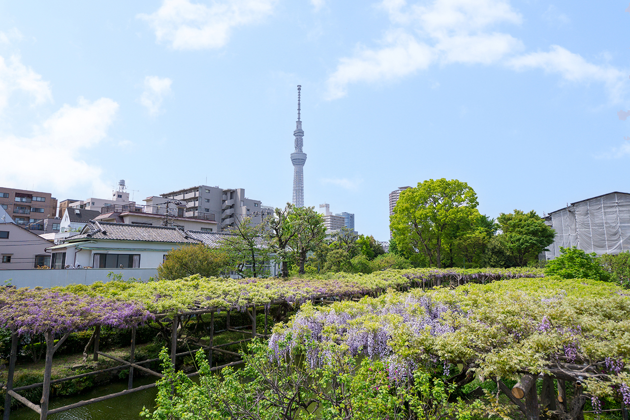 太鼓橋（男橋)からみえる藤とスカイツリー