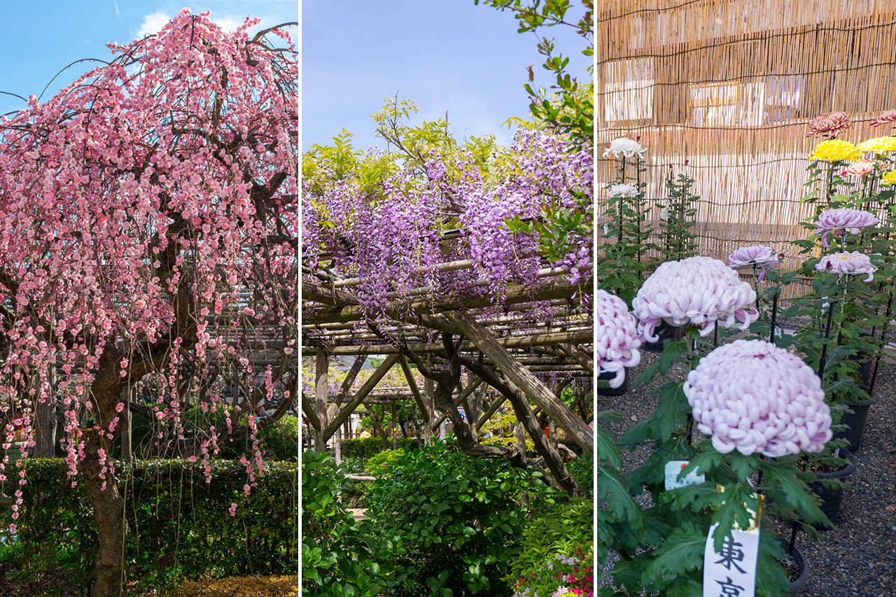 境内から梅・藤・菊