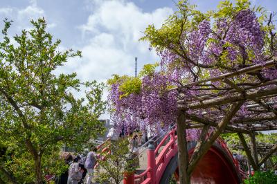 亀戸天神社 藤まつり
