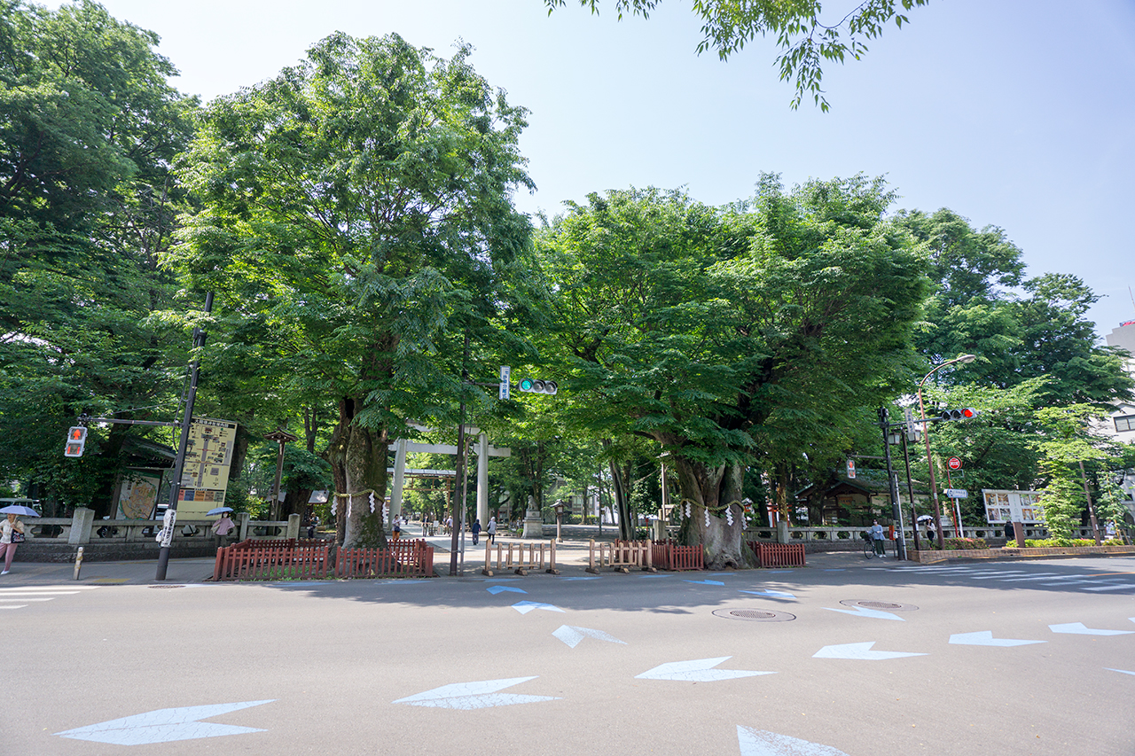 大國魂神社 大鳥居前の大ケヤキ