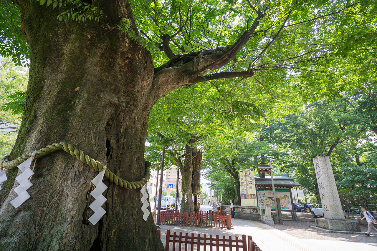 府中の名木百選の大ケヤキ