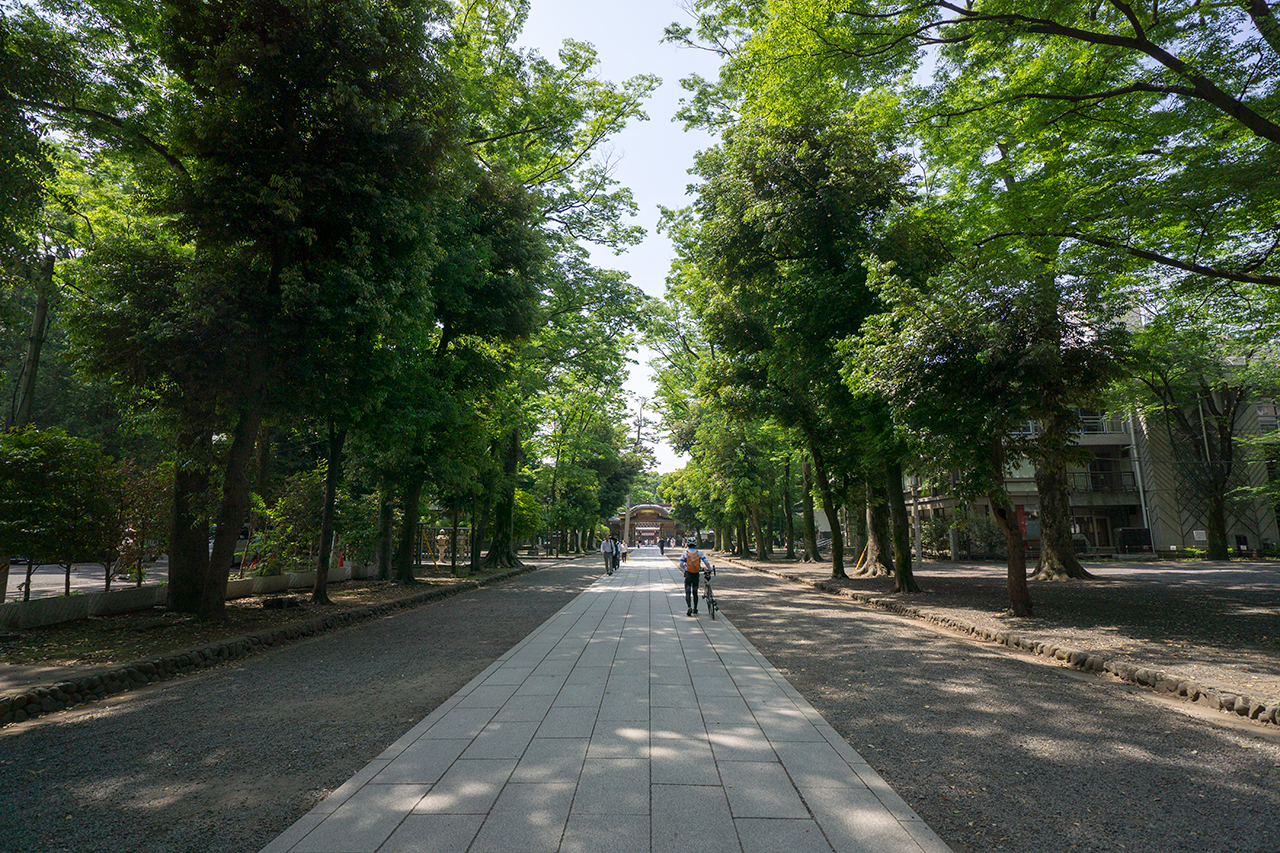 参道並木