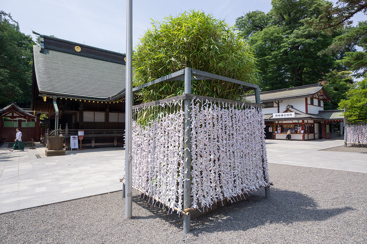 大國魂神社の七不思議 矢竹の根
