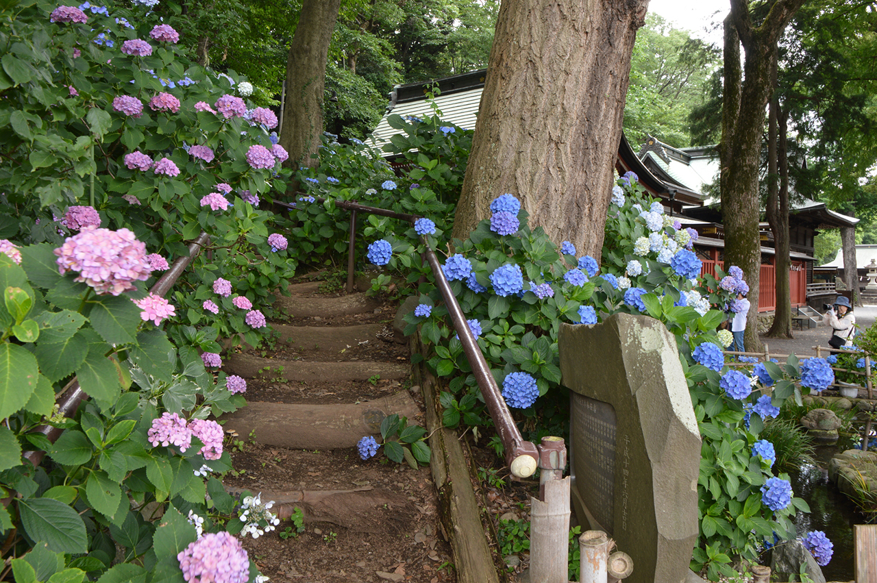 境内の紫陽花