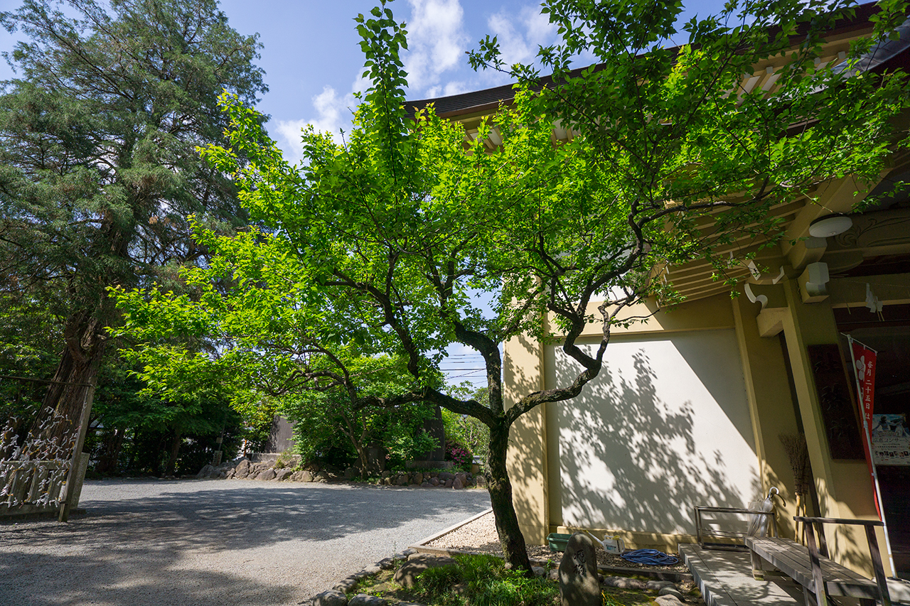 新緑の季節の飛梅