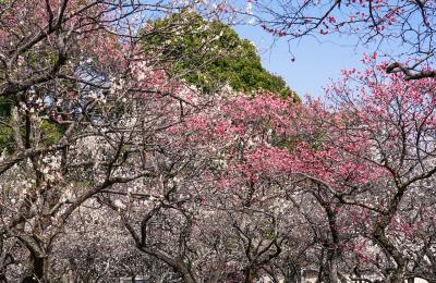 谷保天満宮 梅林の梅