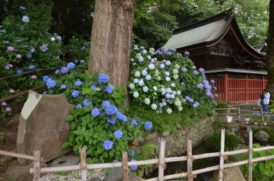 谷保天満宮 厳島神社と紫陽花