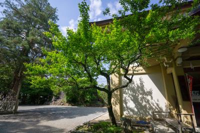 谷保天満宮 新緑の季節の飛梅