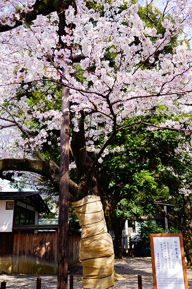 桜の標準木
