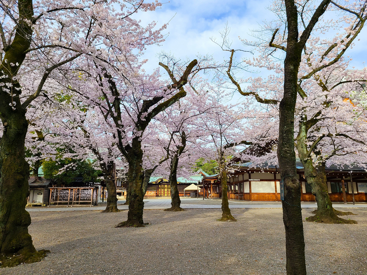 境内の桜たち
