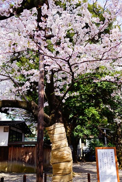 靖国神社 桜の標準木