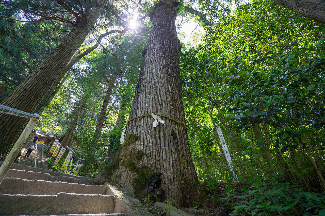 御神木の香椿（チャンチン）