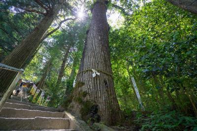 金持神社 御神木の香椿（チャンチン）