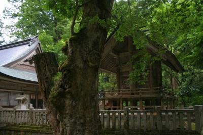 赤丸浅井神社 社殿と大けやき