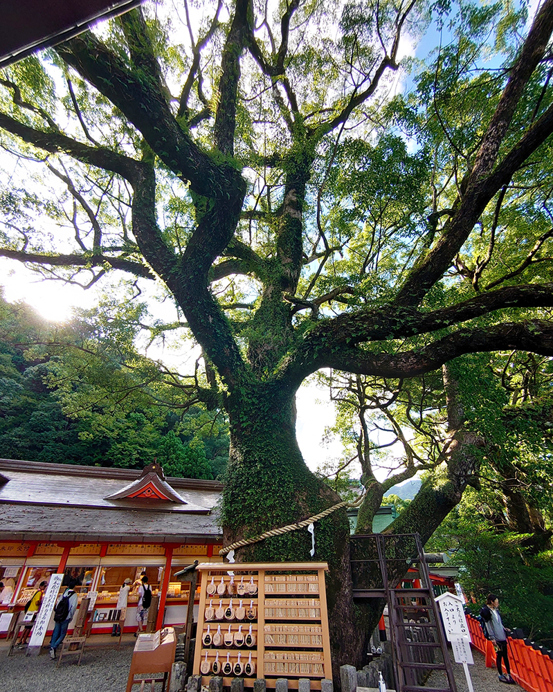 那智の樟 正面