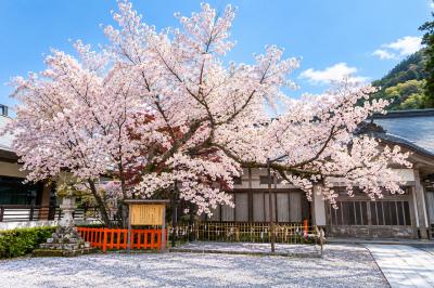 熊野那智大社 熊野那智大社 秀衡桜