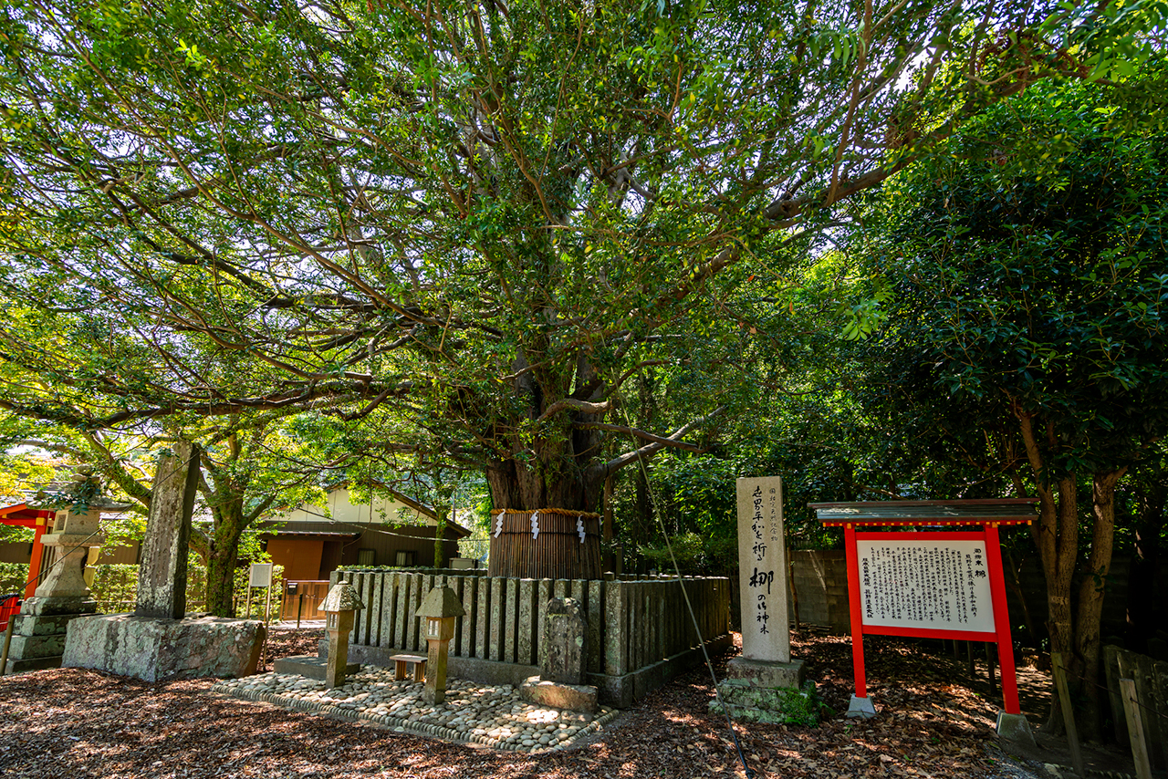 熊野速玉大社 御神木の梛の木