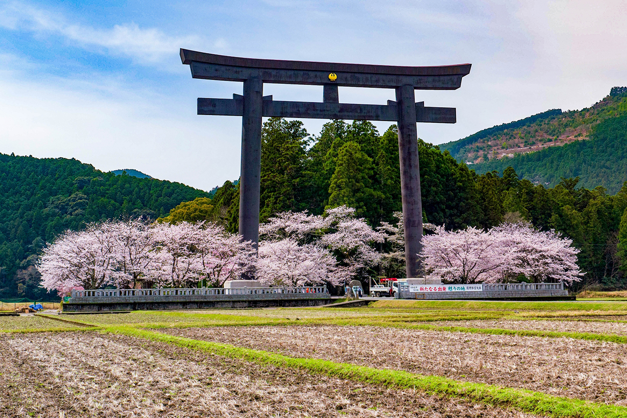 桜の季節の大鳥居