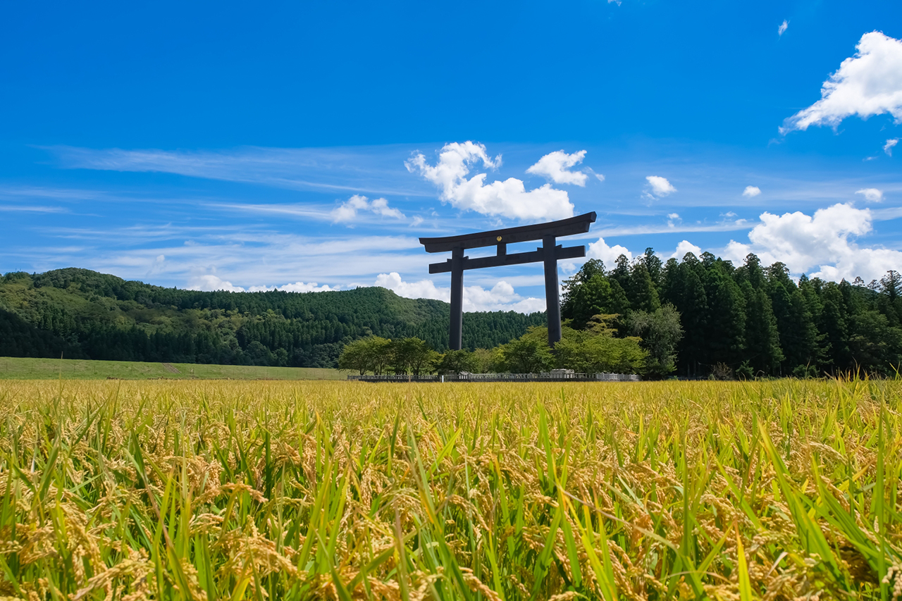 稲が実る季節の大鳥居