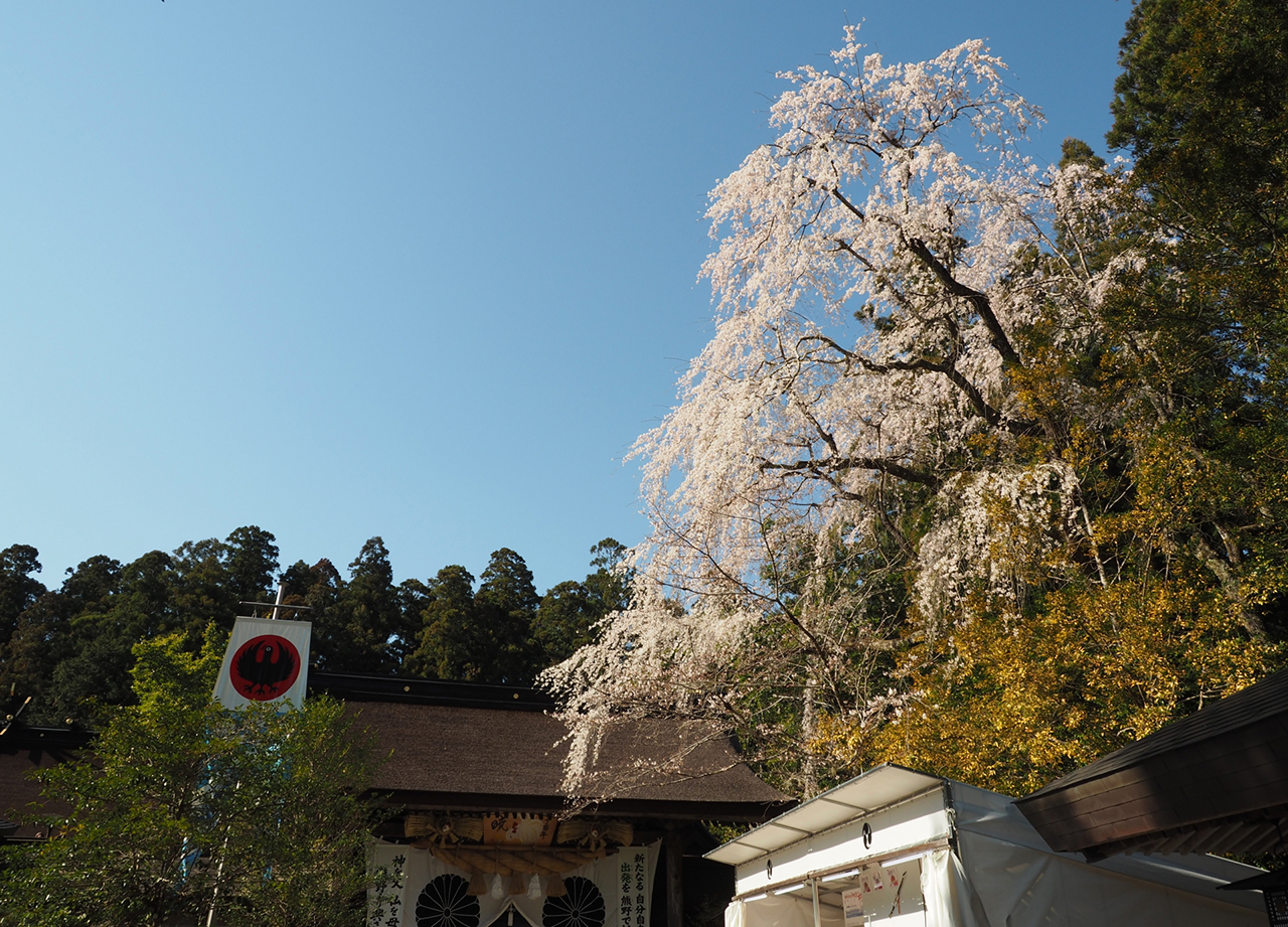 枝垂桜