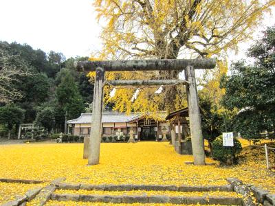 丹生酒殿神社 鳥居と大銀杏落葉