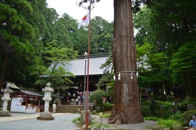 河口浅間神社 拝殿と七本杉